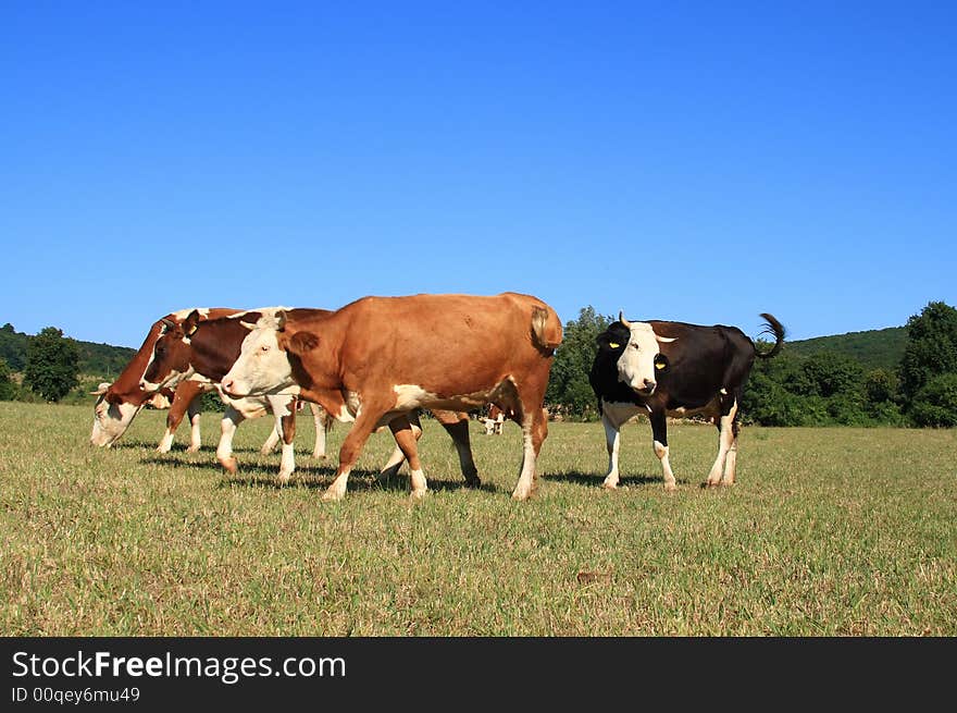 They are grazing cows on a field. They are grazing cows on a field.