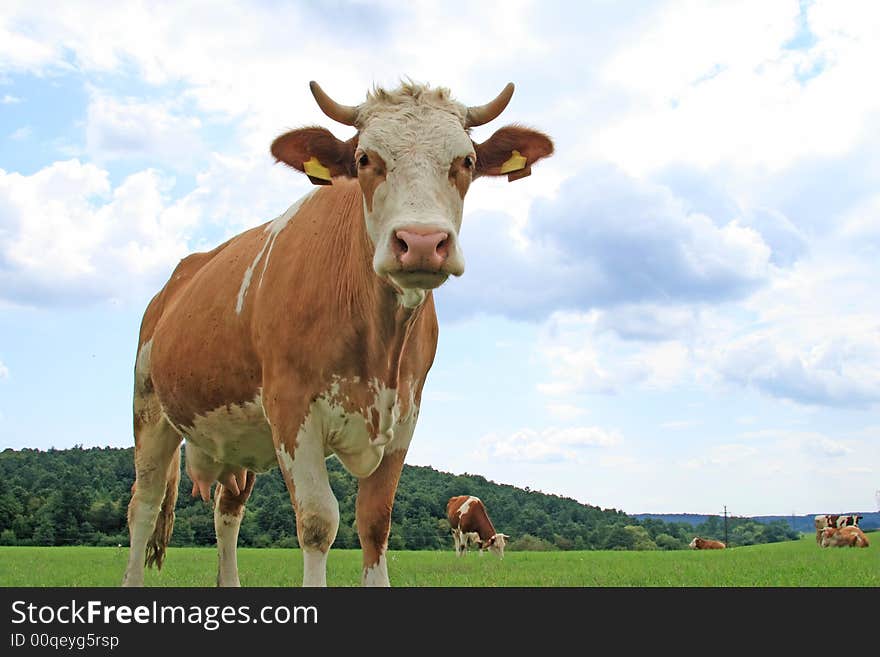 Grazing cow.