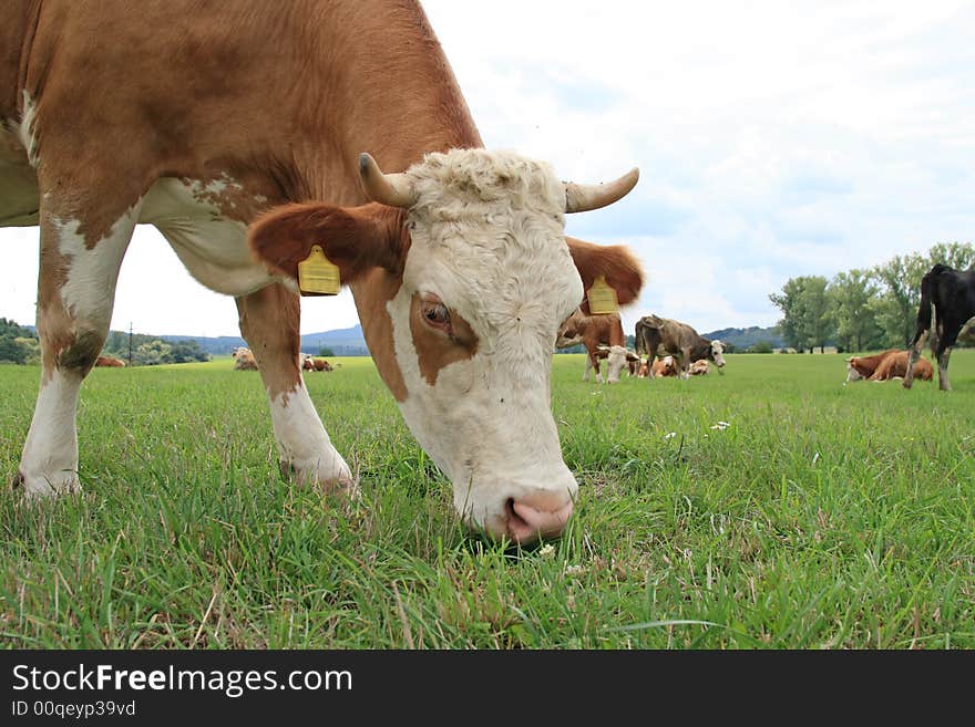 Grazing cow.