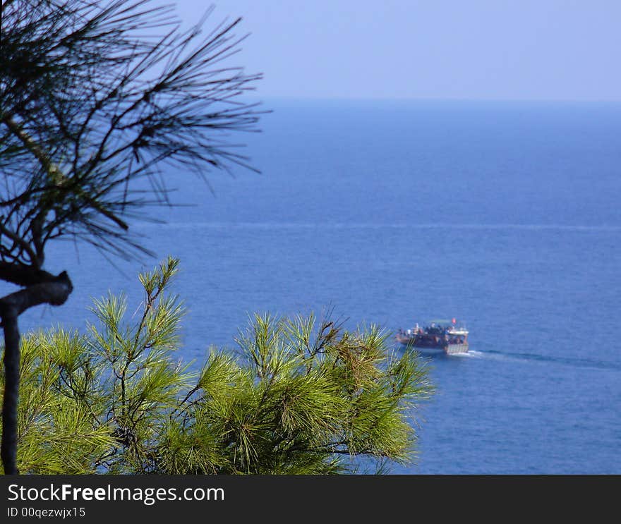 Boat In Pine