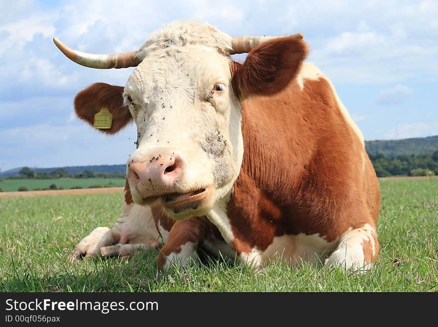 Close-up from a cow.