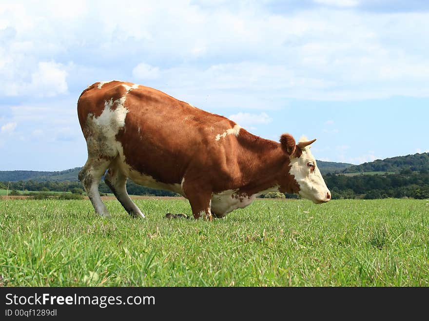 A Hungary cow is close-up on pasture. A Hungary cow is close-up on pasture.