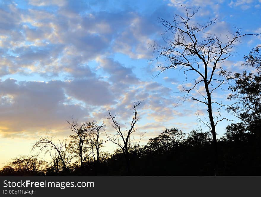 Trees  silhouettes in sunset