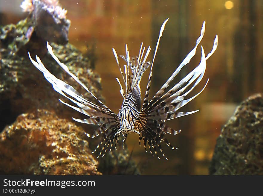 Lionfish