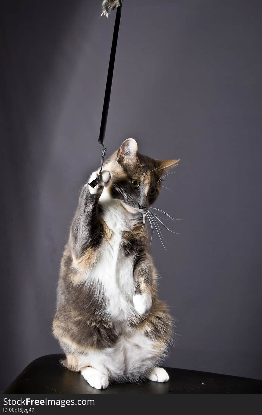 Cat posing for the camera in a studio