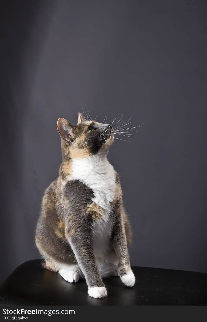 Cat posing for the camera in a studio