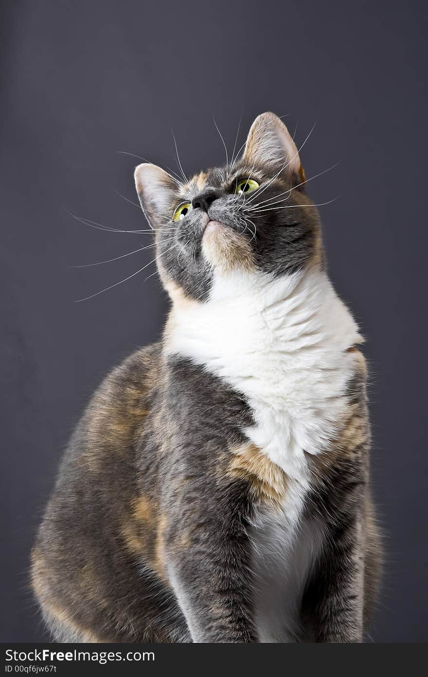 Cat posing for the camera in a studio