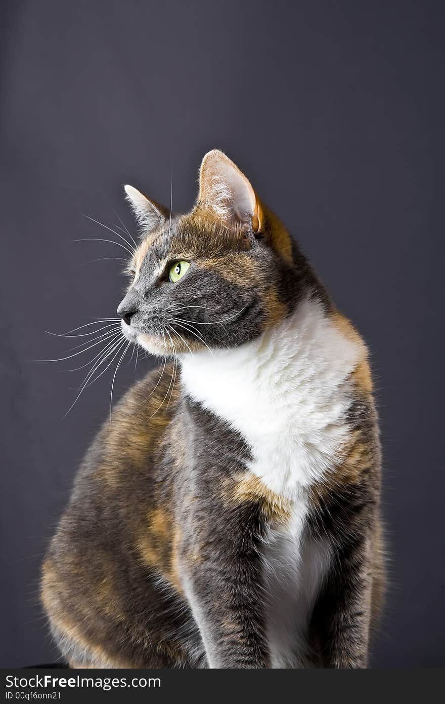 Cat posing for the camera in a studio