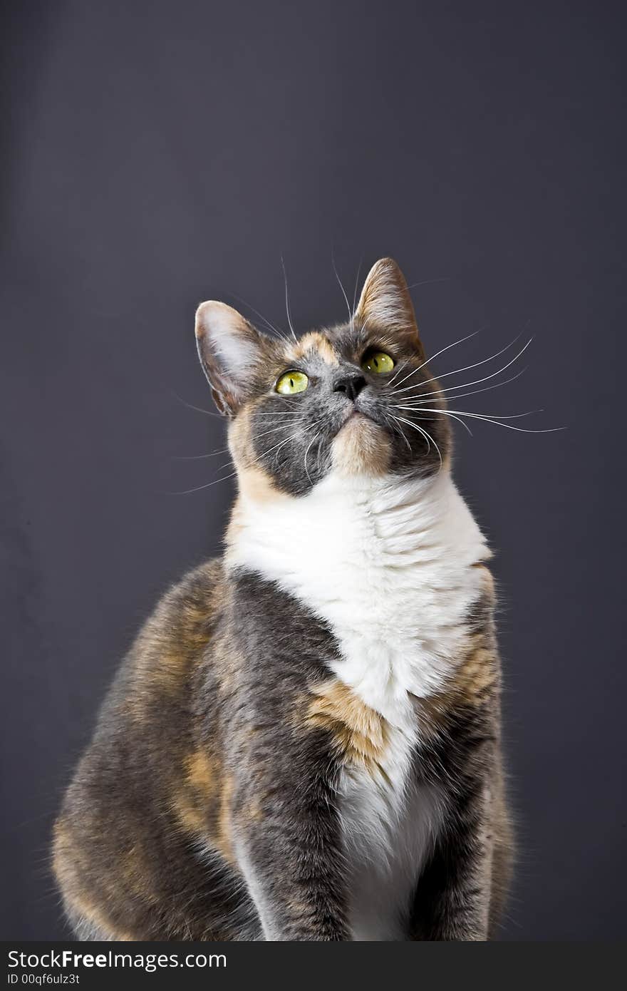 Cat posing for the camera in a studio