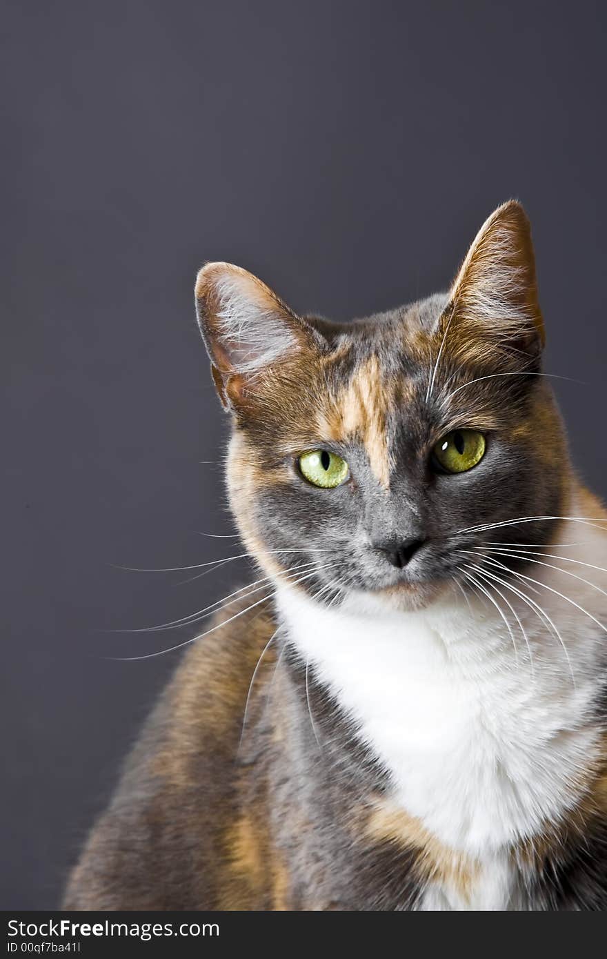 Cat posing for the camera in a studio