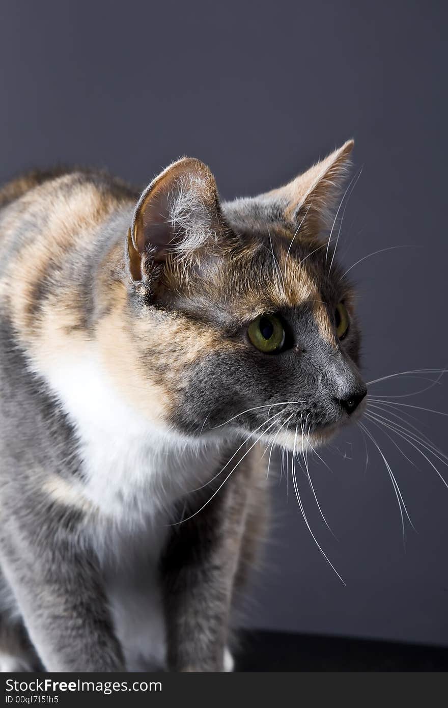 Cat posing for the camera in a studio