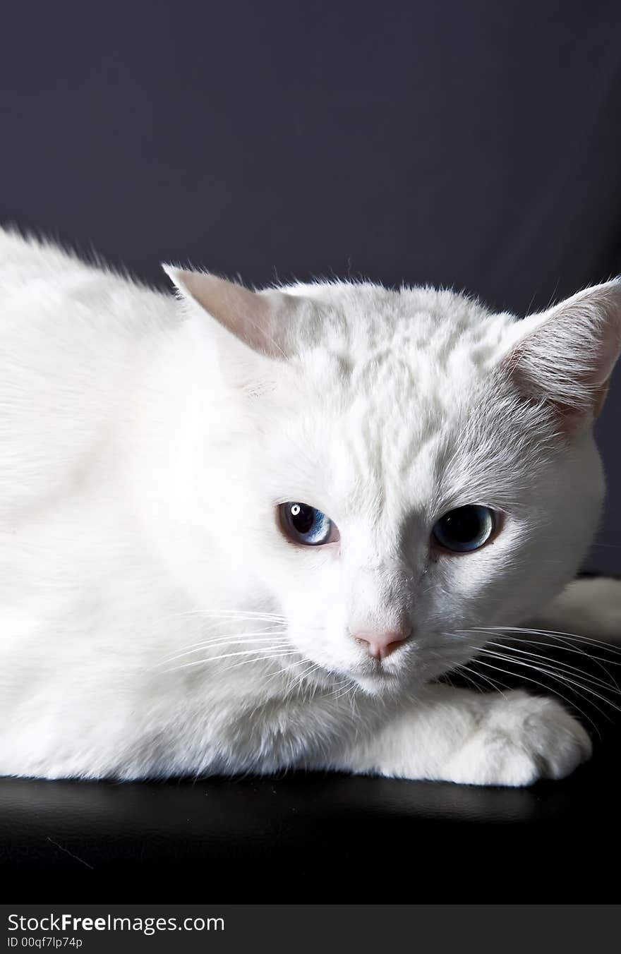 Cat posing for the camera in a studio