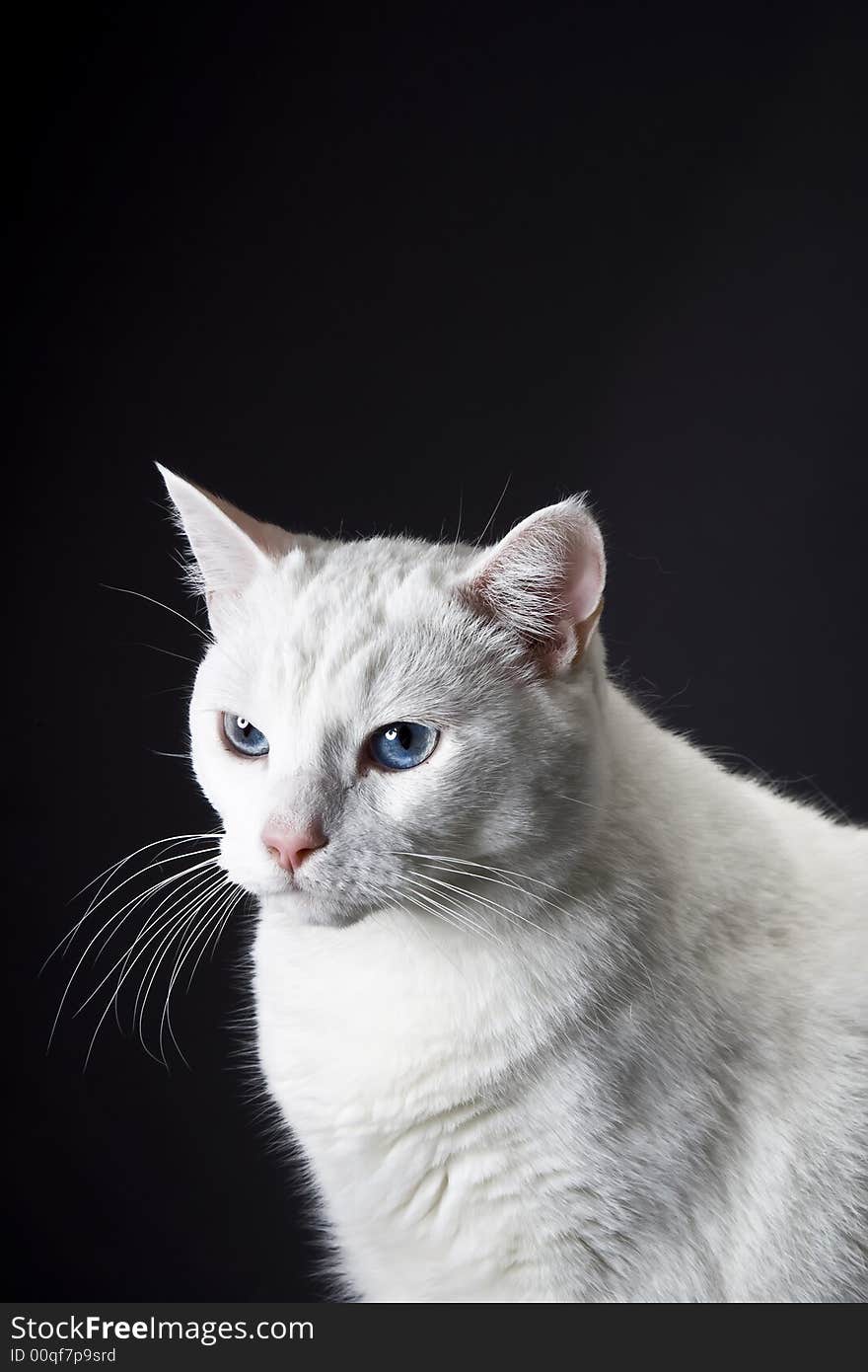 Cat posing for the camera in a studio