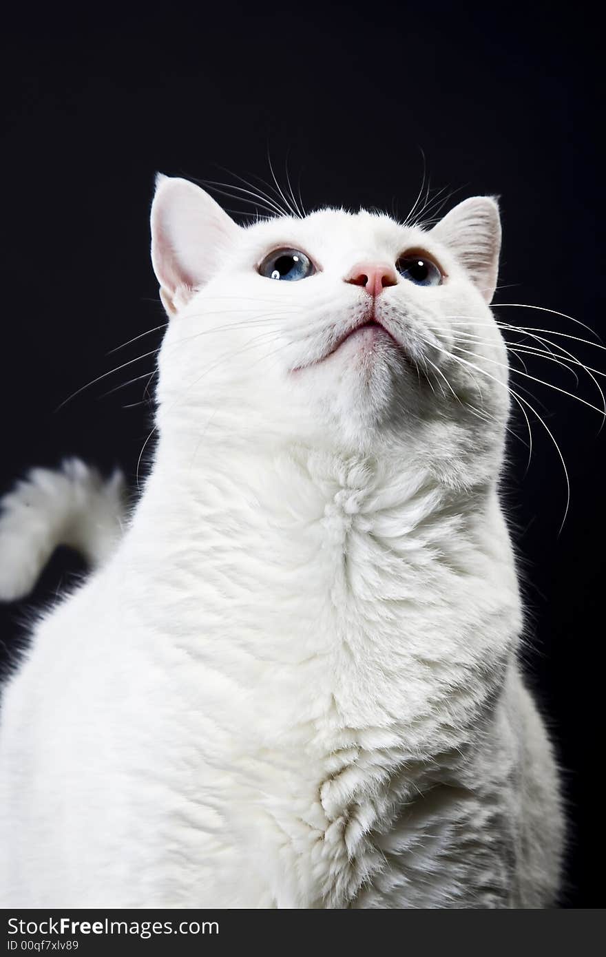 Cat posing for the camera in a studio