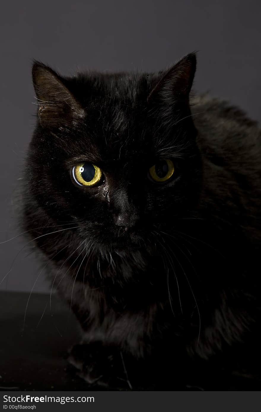 Cat posing for the camera in a studio