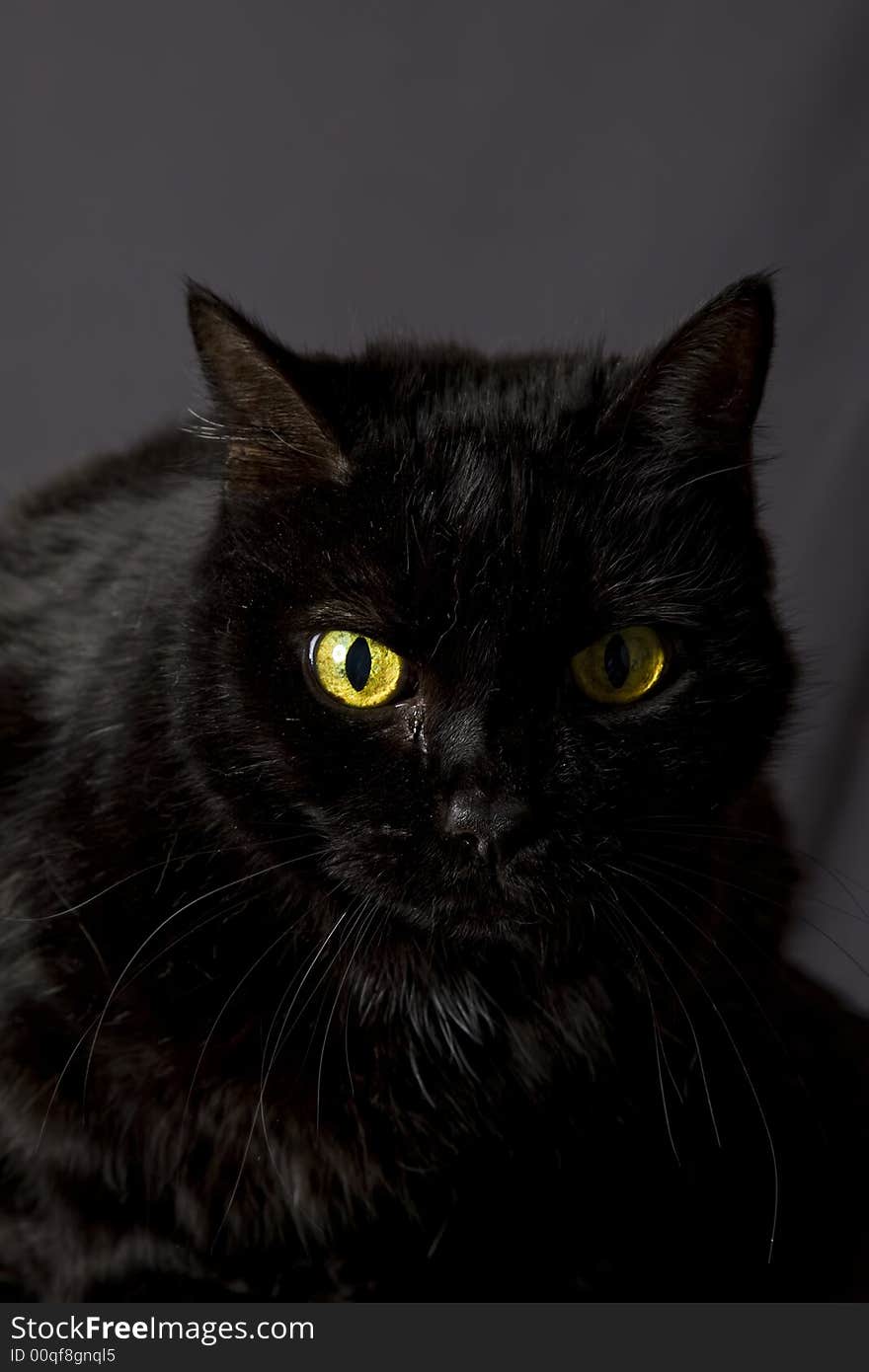 Cat posing for the camera in a studio