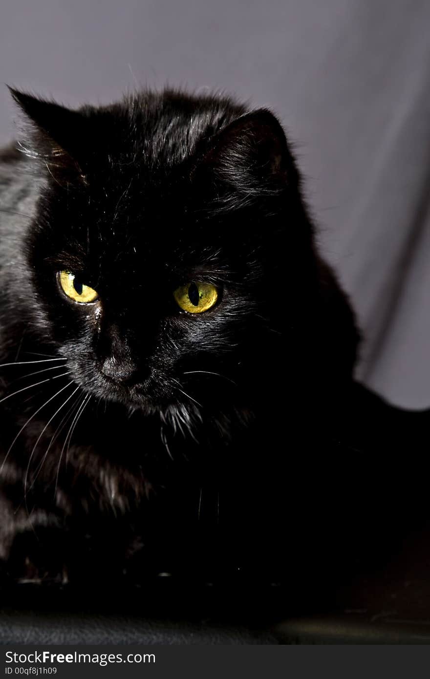 Cat posing for the camera in a studio