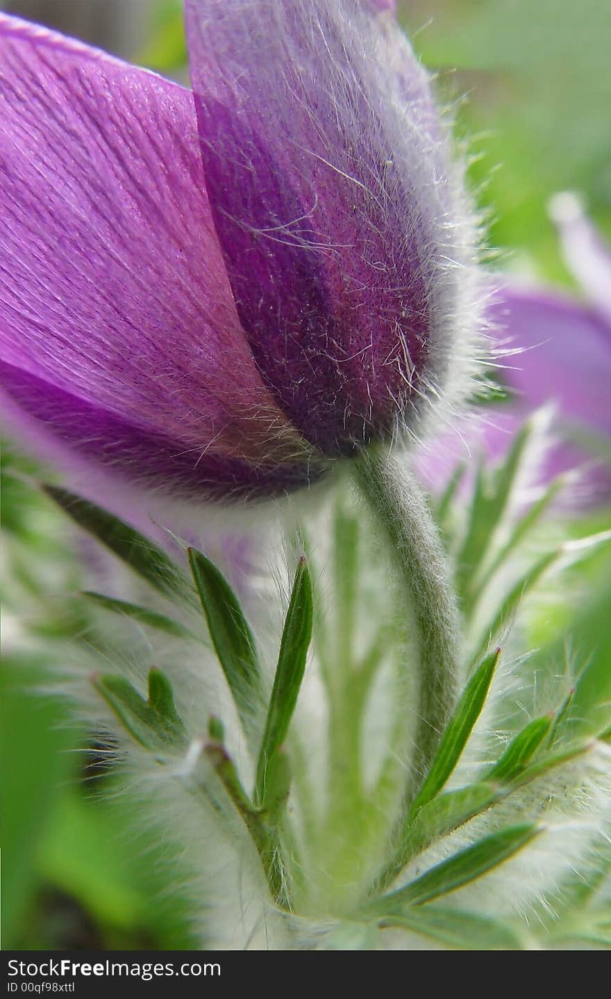 Close up of purple pasque flower from a different angle. Close up of purple pasque flower from a different angle