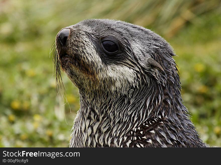 Closeup portrait of single immature fur seal with green foliage as background South George Island. Closeup portrait of single immature fur seal with green foliage as background South George Island