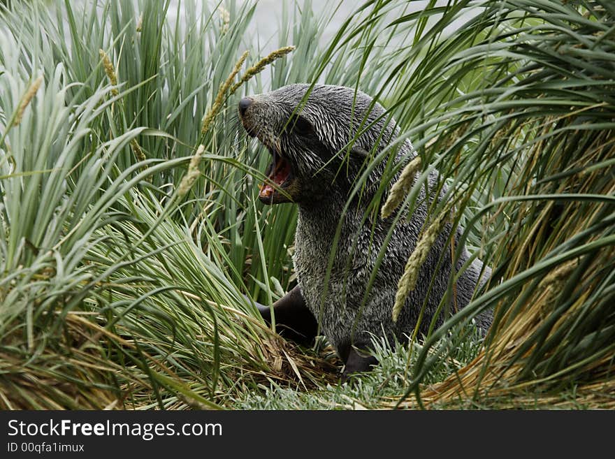 Single immature fur seal lying among tussock grass South Georgia Island. Single immature fur seal lying among tussock grass South Georgia Island