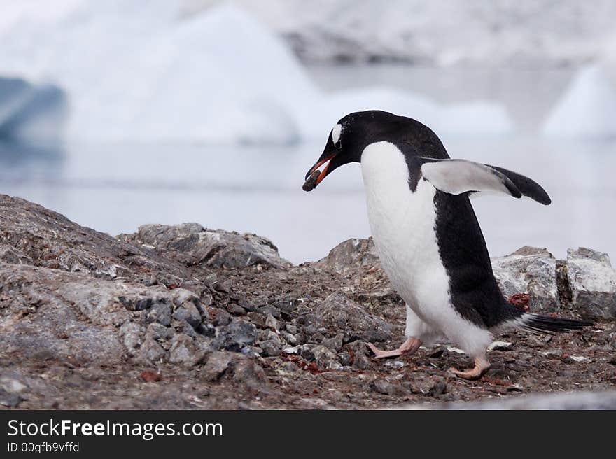 Adult Gentoo penguin carrying rock in beak to build nest with icebergs as background Cuverville Island Antarctica. Adult Gentoo penguin carrying rock in beak to build nest with icebergs as background Cuverville Island Antarctica