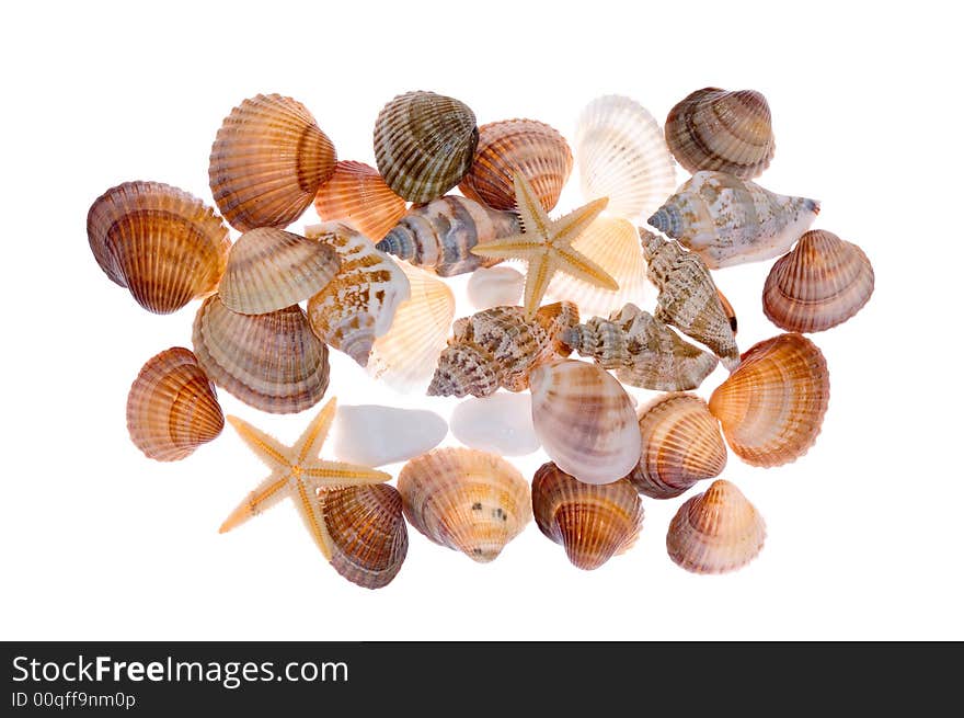 Shells collection