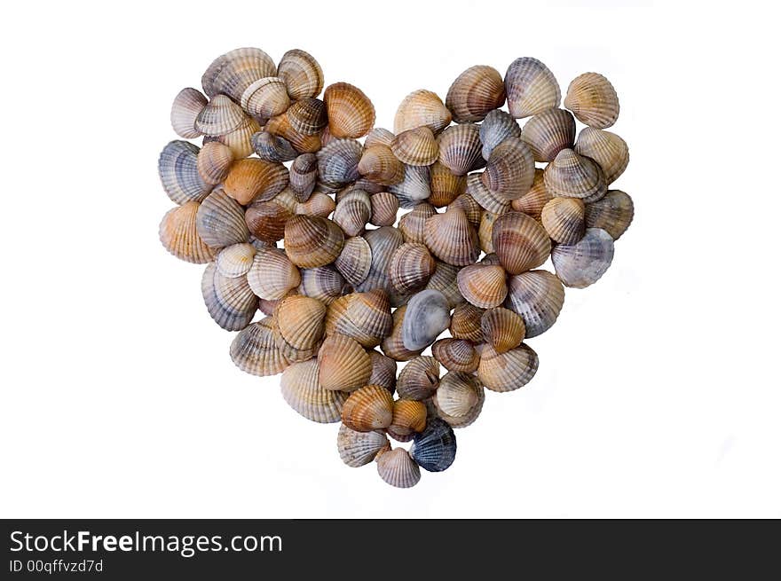 Seashell heart - symbol of love, gift for loved. White background.