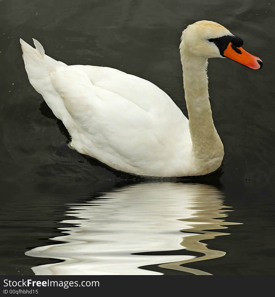 Beautiful swan on a beautiful still pond...