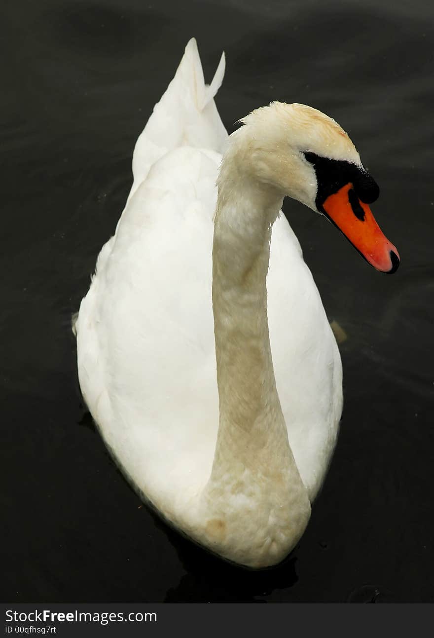 Beautiful swan on a beautiful still pond...