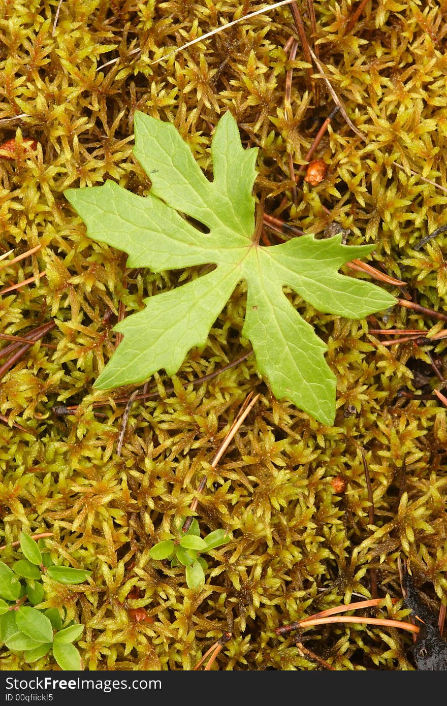 Green leaf on yellow detailed background along the Bear Lake Loop trail - Jasper National Park