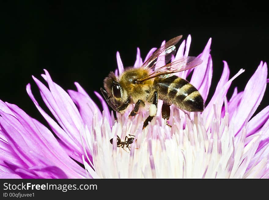 Bee and ant on flower