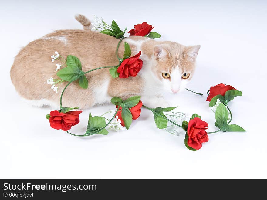 Tan and white tabby cat with artificial red roses. Tan and white tabby cat with artificial red roses
