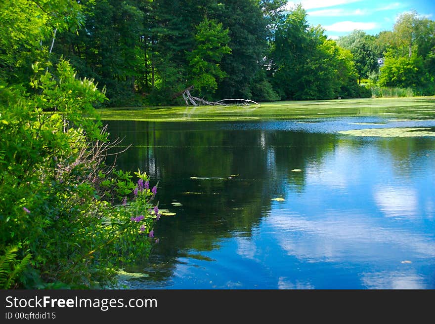 Reflection of blue sky and clouds in a pond. Reflection of blue sky and clouds in a pond.