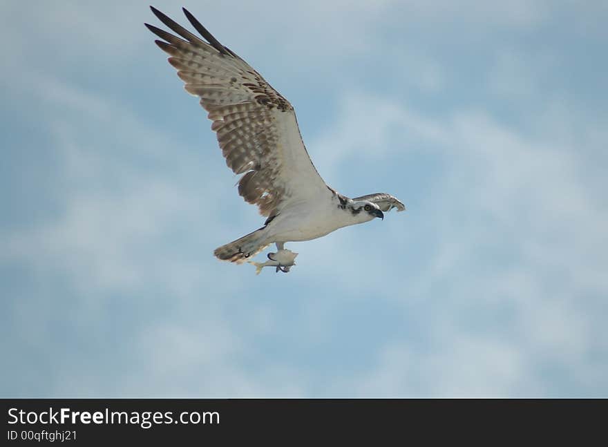 Aguila pescadora