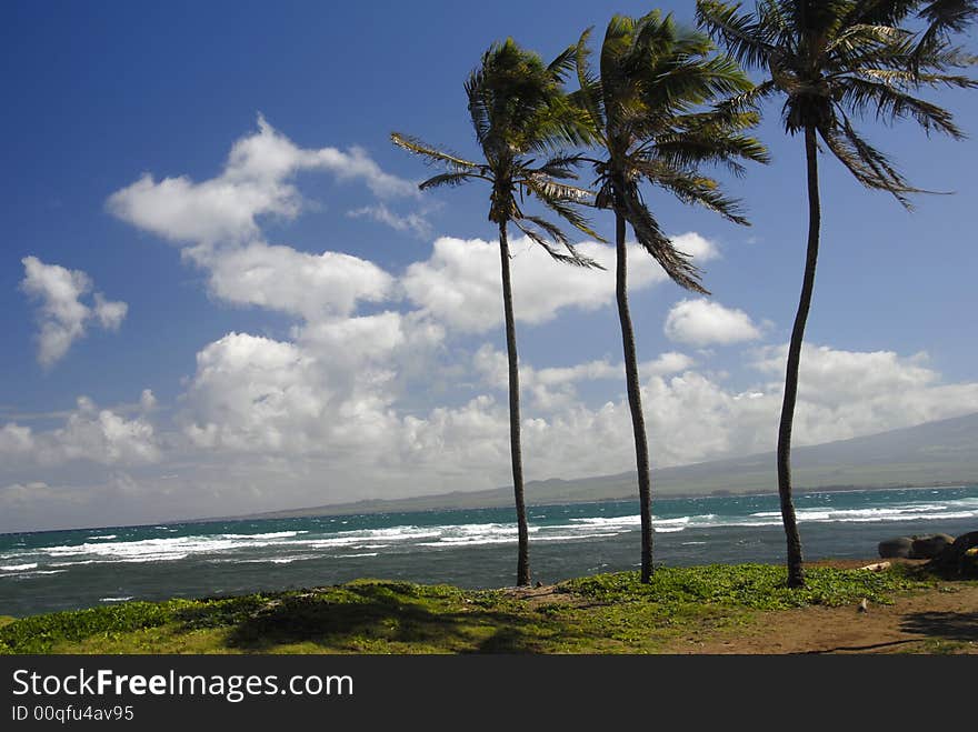 Three Palms