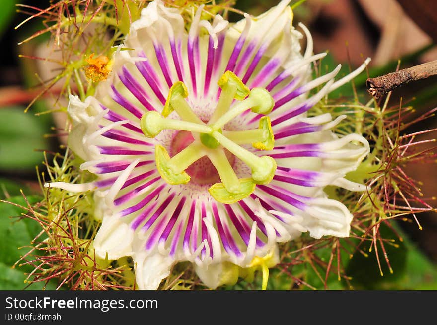 A macro shot of a flower meant to be used as abstract or background. A macro shot of a flower meant to be used as abstract or background