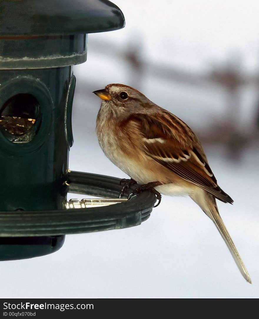 American Tree Sparrow visits a backyard feeder during winter.