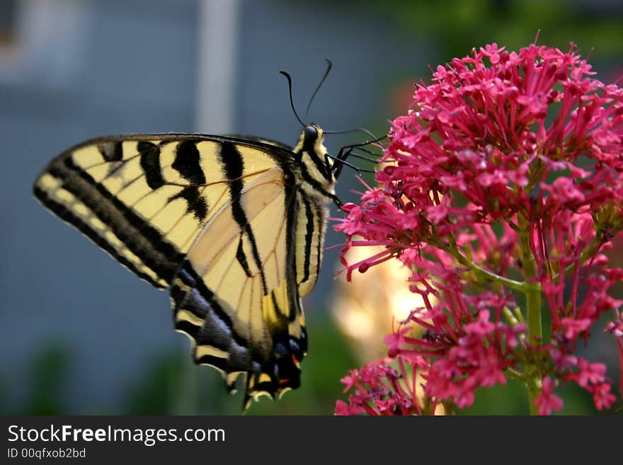 A butterfly sitting on a flower