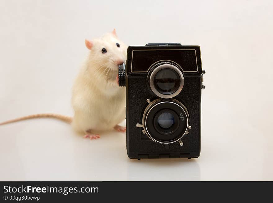 White small rat with the old camera. White small rat with the old camera