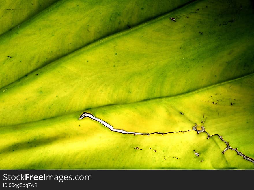 Green leaf with background light