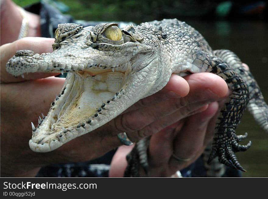 Close Up Croc