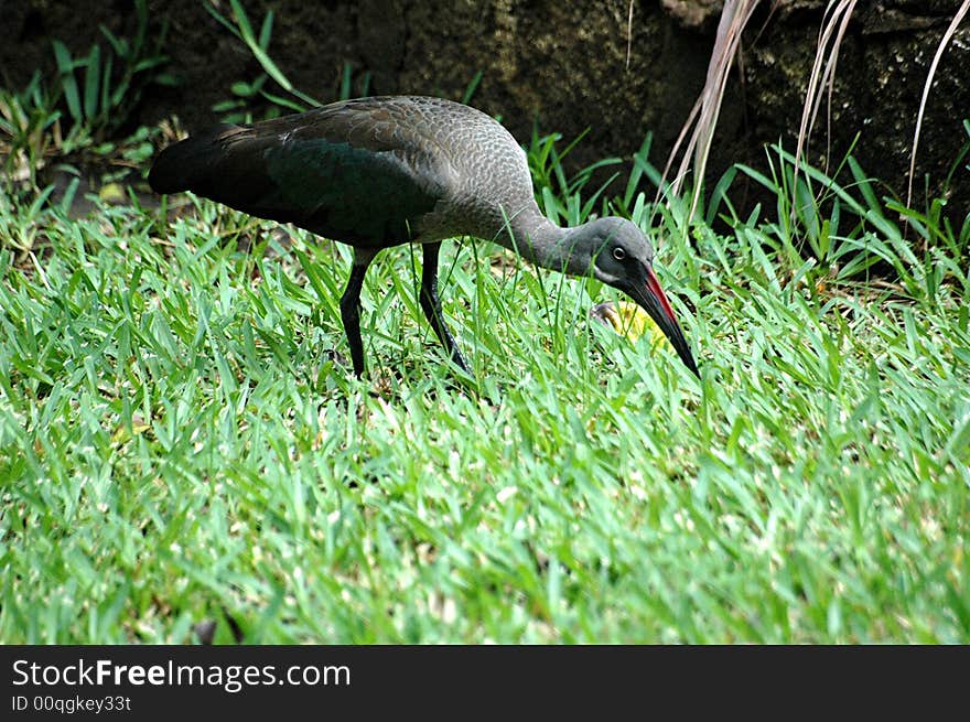 Black Ibis