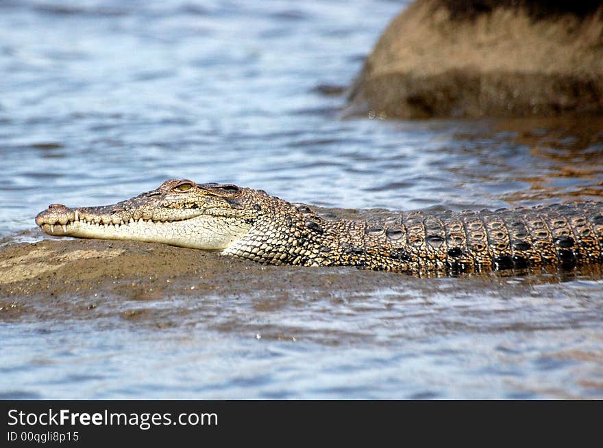 Croc on a Rock