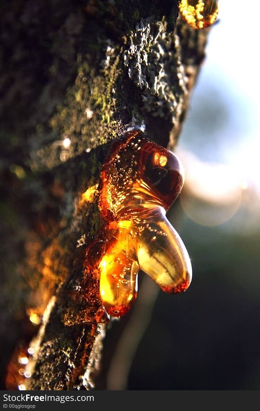 Pitch on a tree trunk, close up