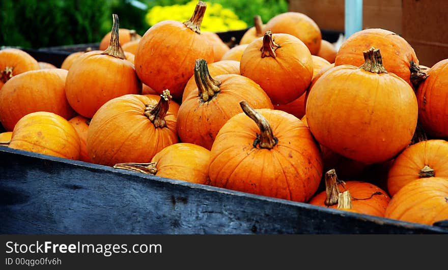 Fall Harvest