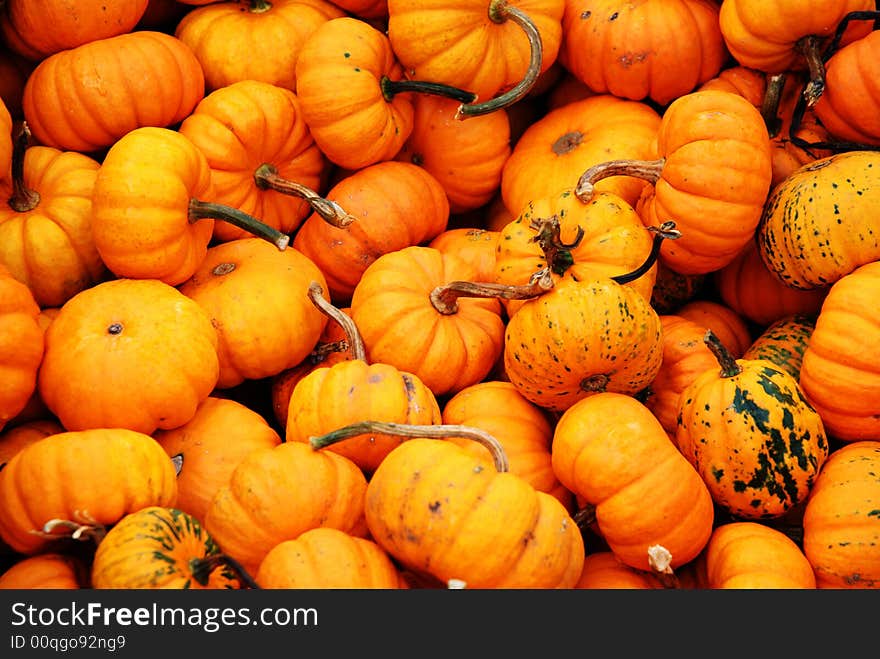 Ornamental Pumpkins