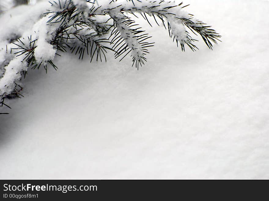 A snow covered branch atop fresh snow. Great for postcard or text