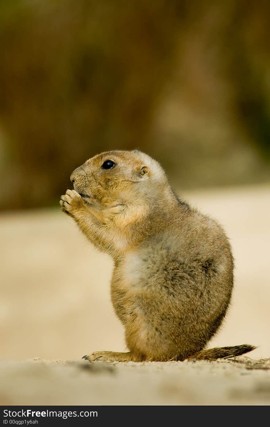 Close-up of a cute prairie dog