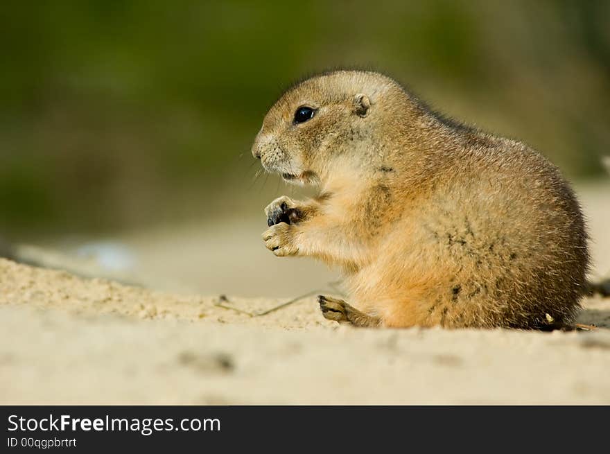 Close-up of a cute prairie dog