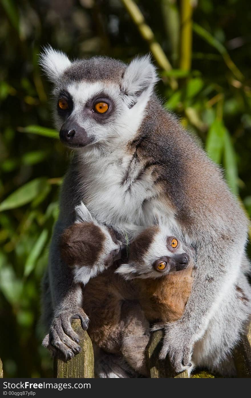 Baby ring-tailed lemur